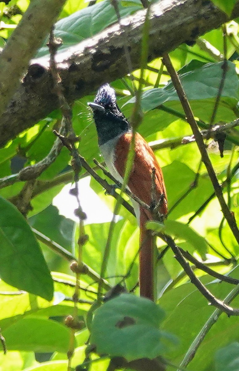 gallaparadismonark - ML646967321