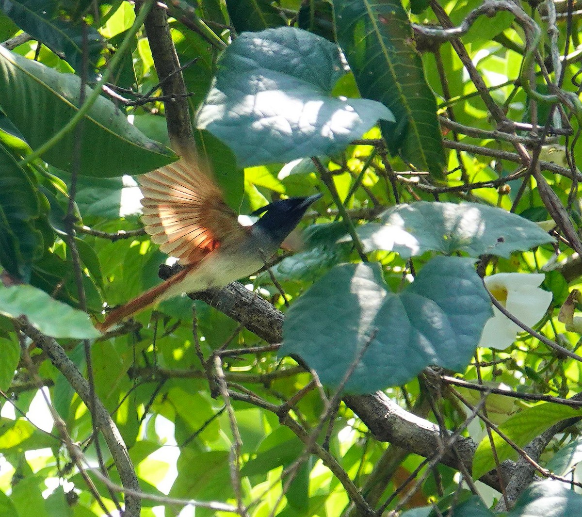 gallaparadismonark - ML646967322