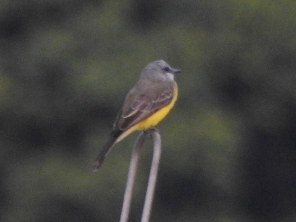 Tropical Kingbird - ML646967323