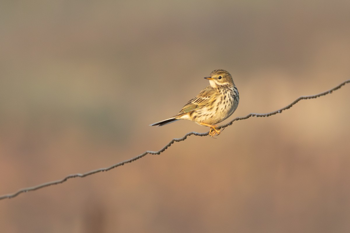 פפיון שדות - ML646967324