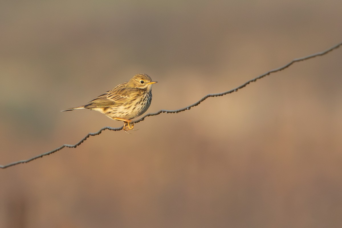 פפיון שדות - ML646967325