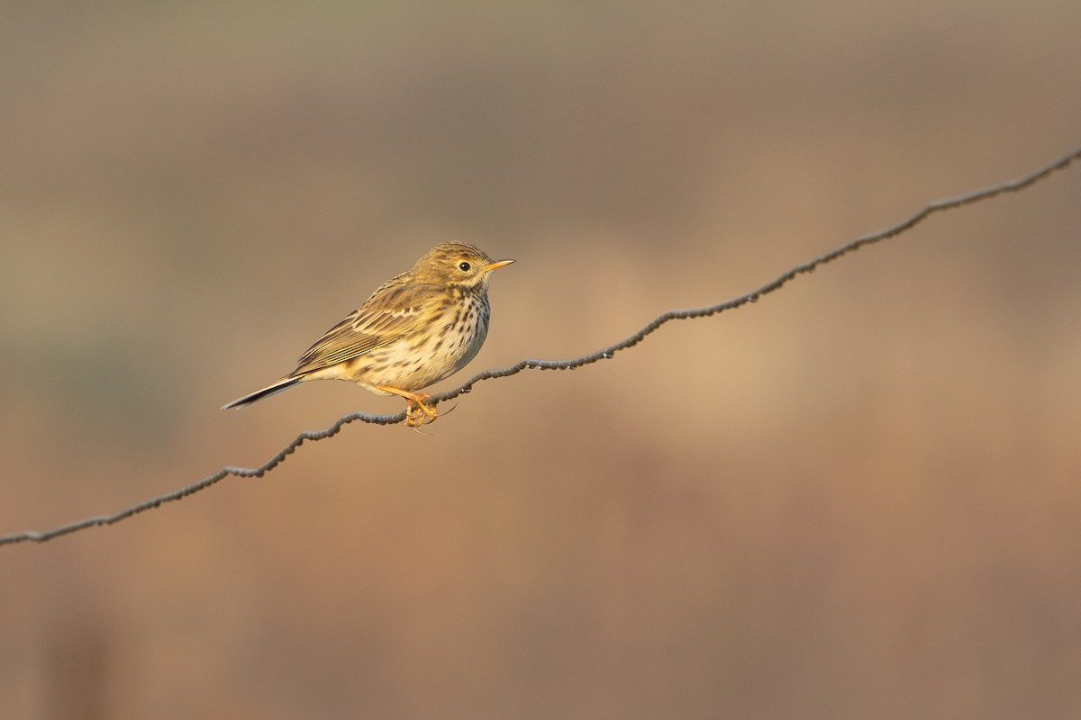 פפיון שדות - ML646967326