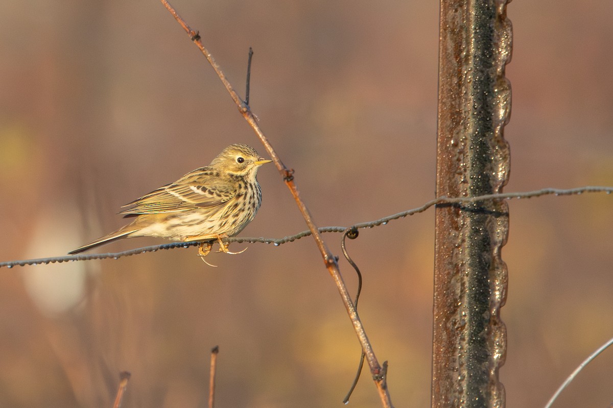 פפיון שדות - ML646967327