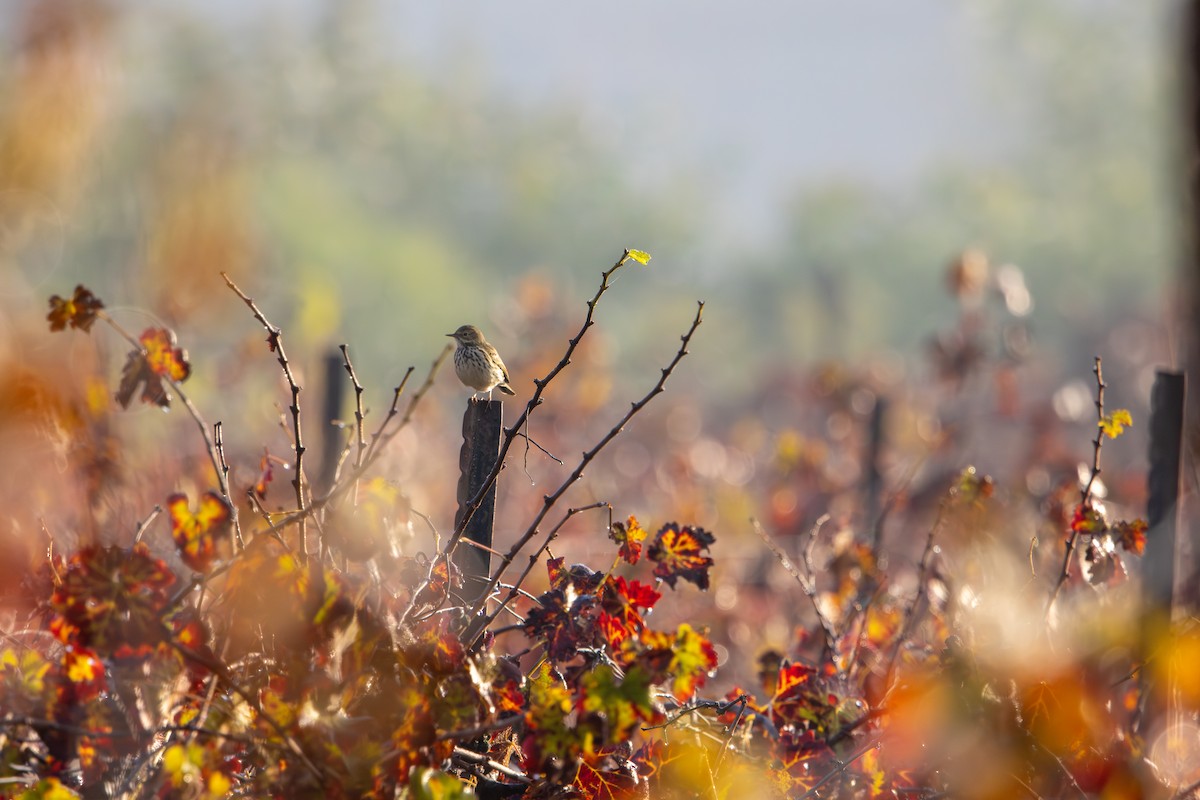 פפיון שדות - ML646967328