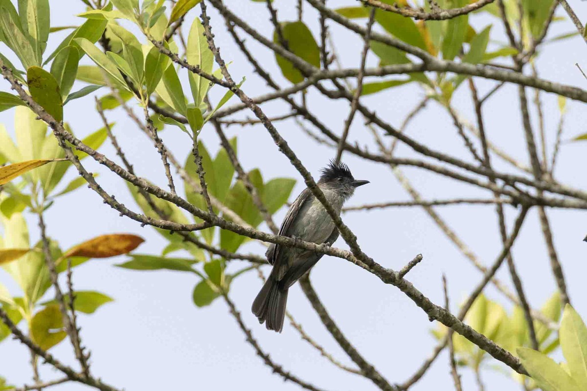 Sibilant Sirystes - ML646967329