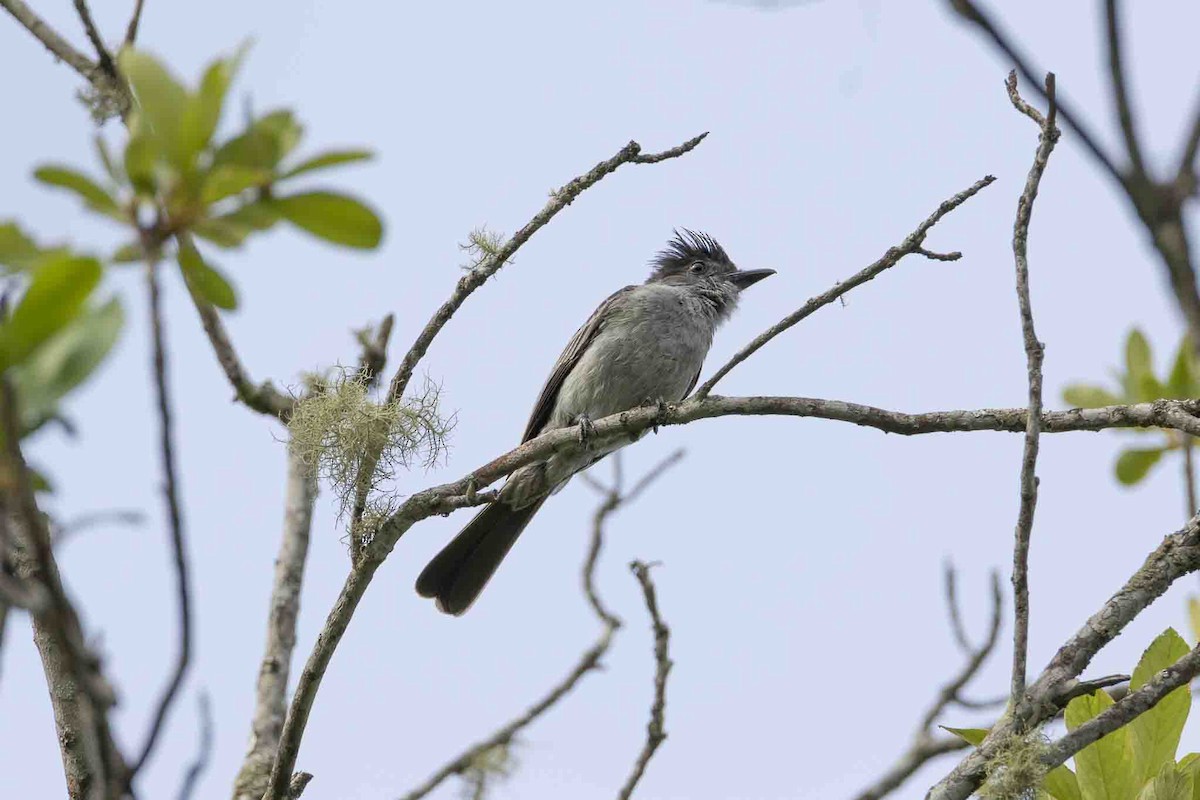 Sibilant Sirystes - ML646967330