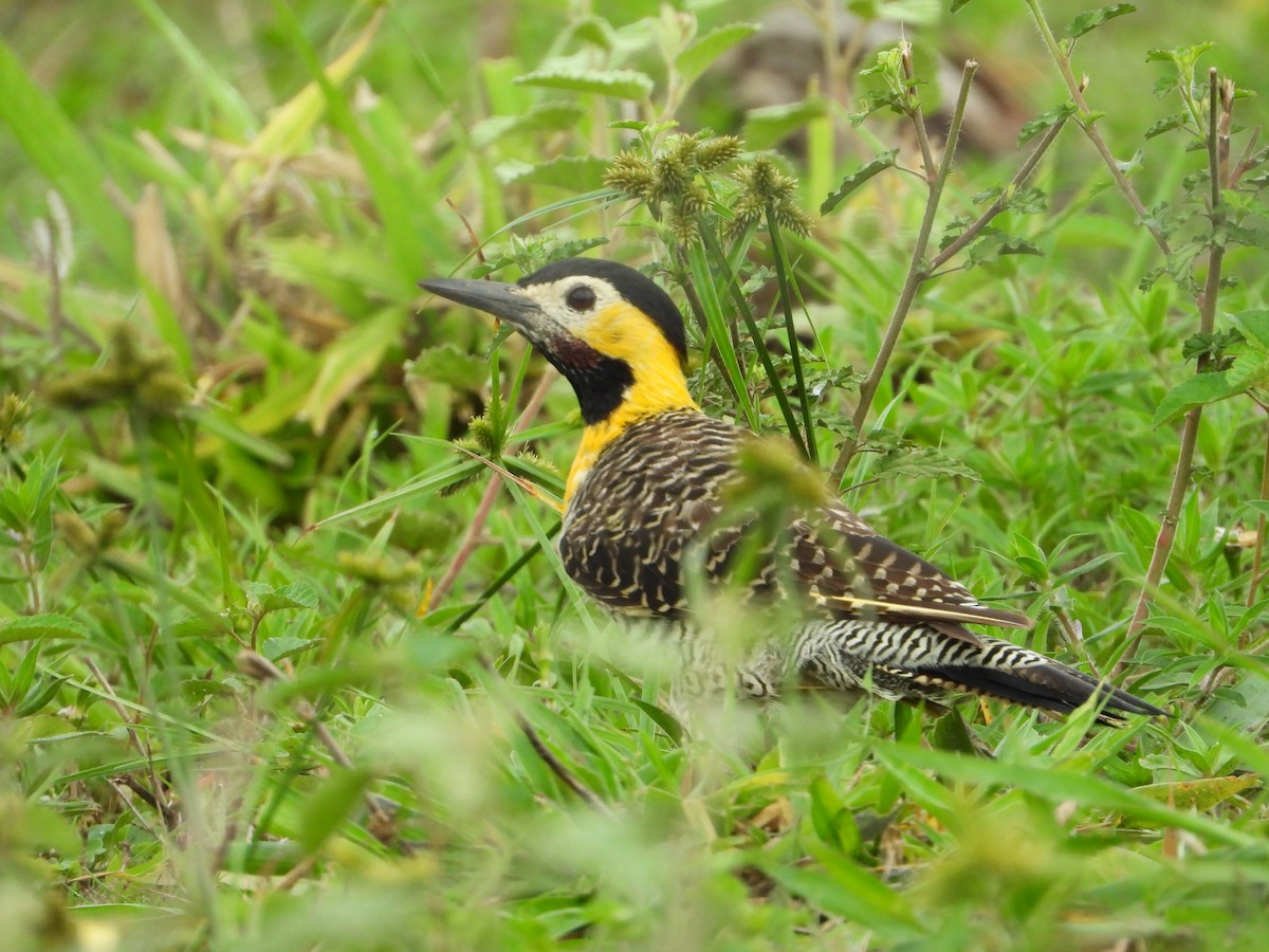 Декол польовий - ML646967332