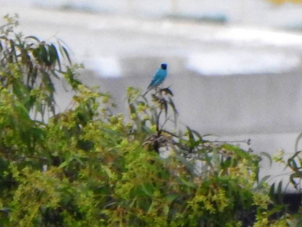 Swallow Tanager - ML646967333