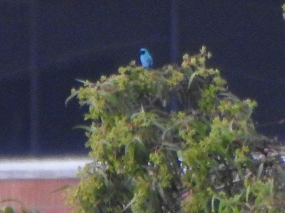 Swallow Tanager - ML646967334