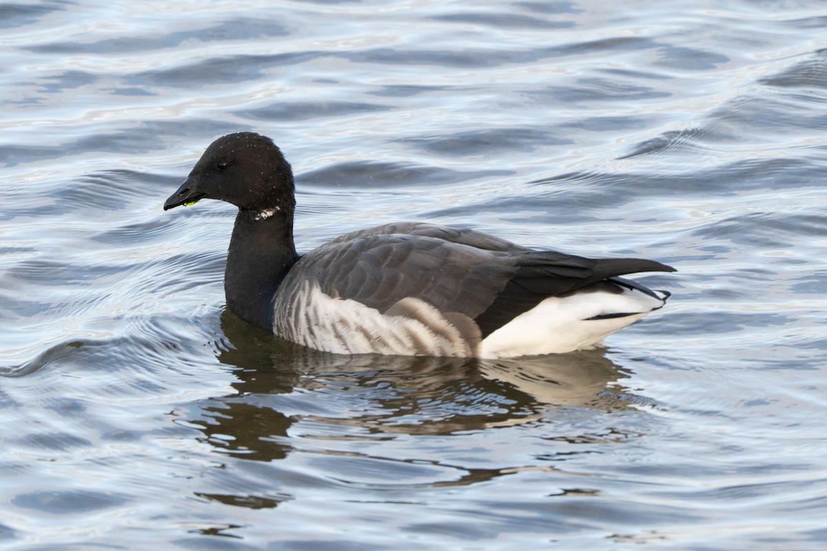 Казарка чорна (підвид hrota) - ML646967335