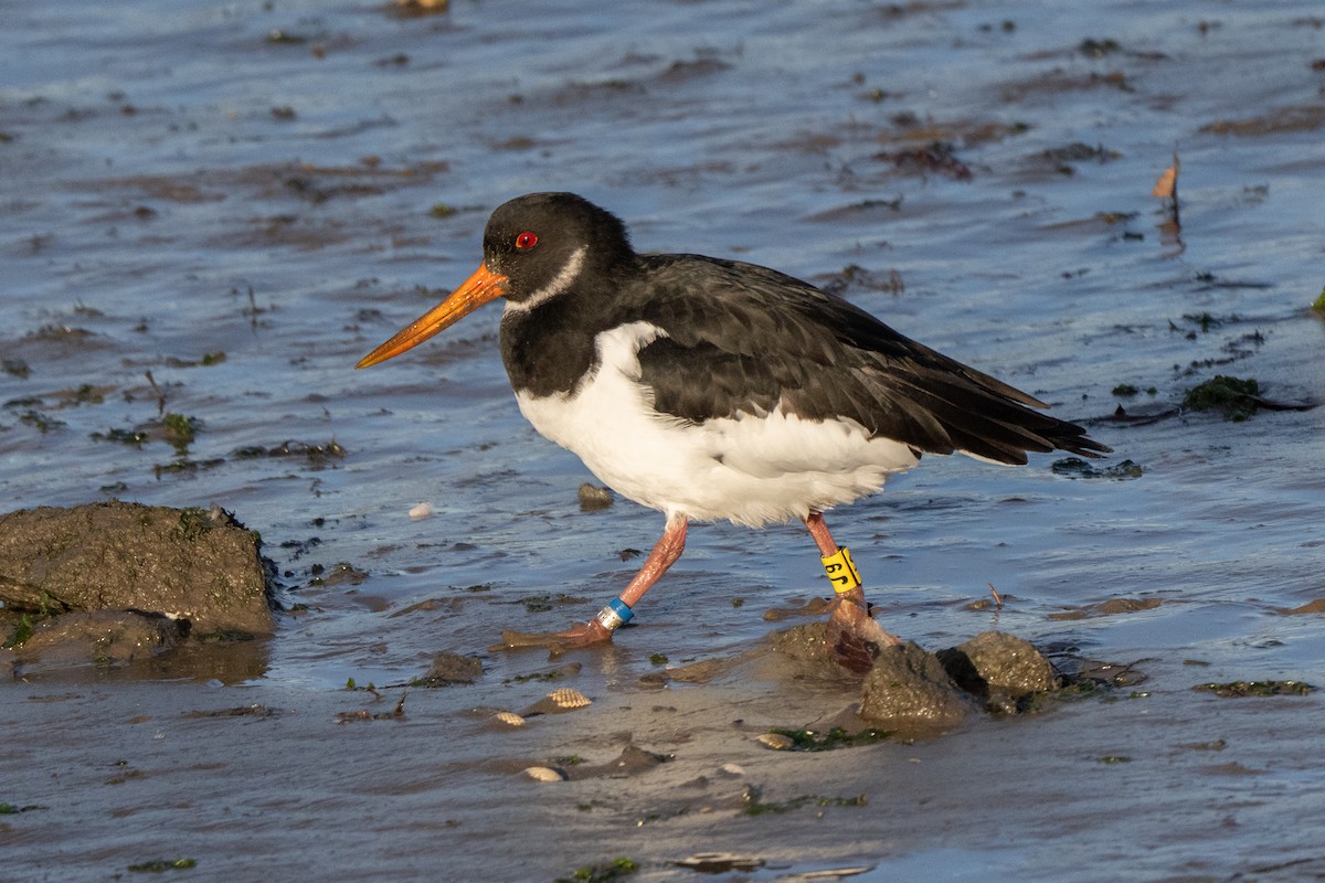 Кулик-сорока євразійський - ML646967337