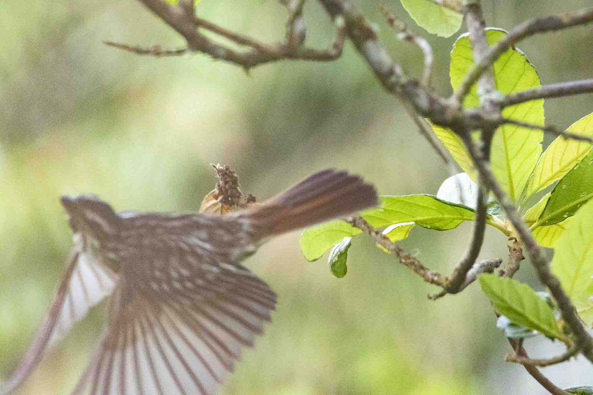 Streaked Flycatcher - ML646967338