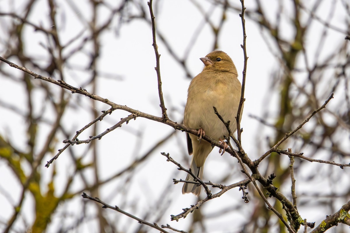 פרוש מצוי - ML646967339