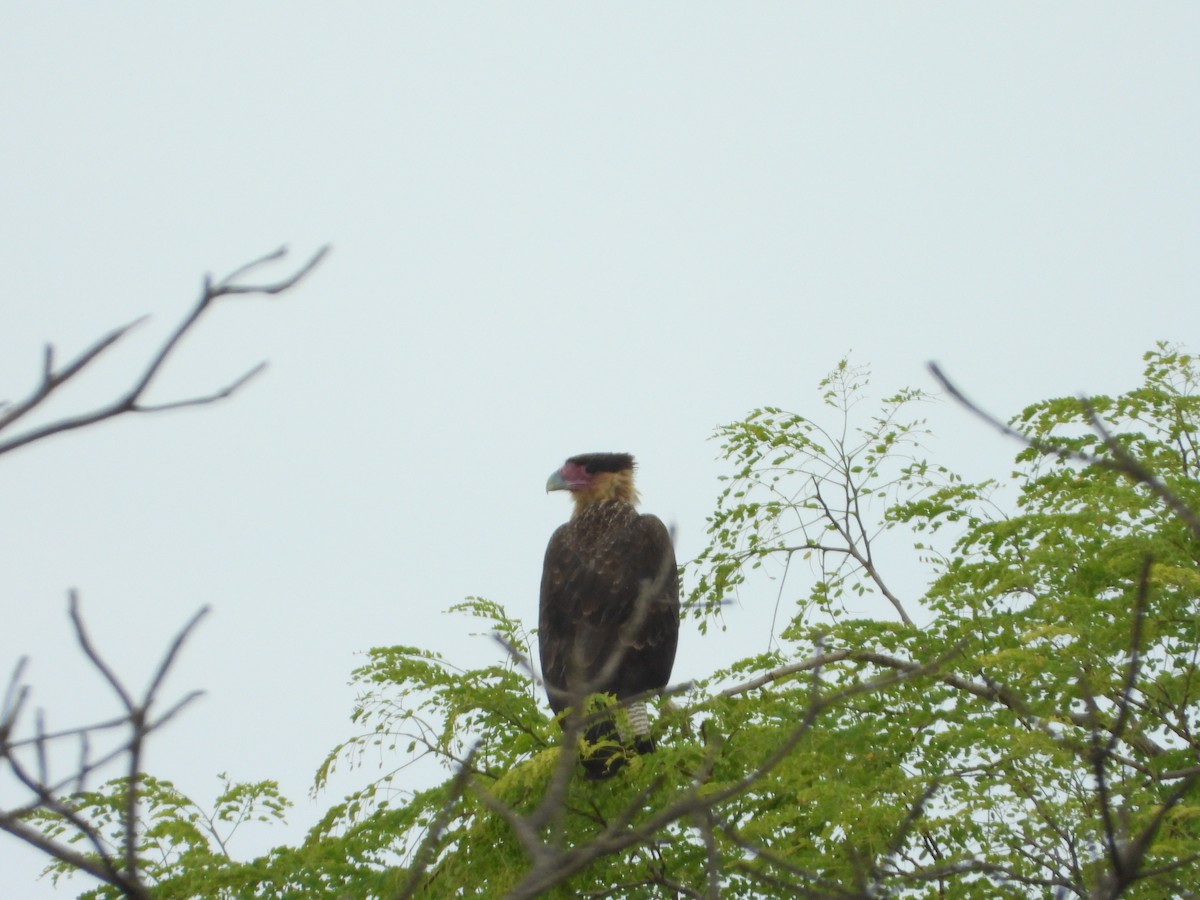 Каракара аргентинська - ML646967341