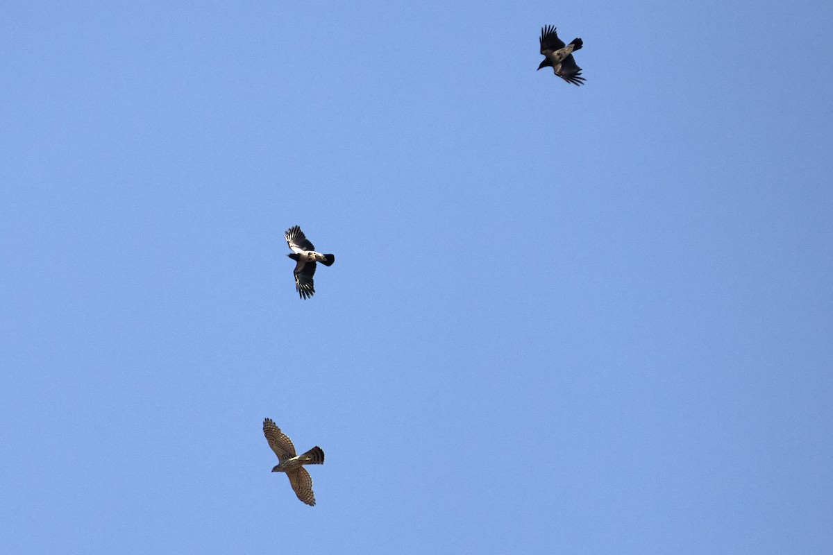 Aztore eurasiarra - ML646967344