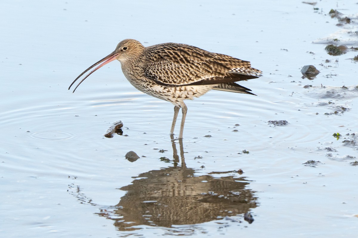 Кульон великий - ML646967346