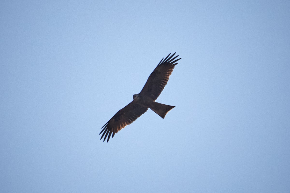 Шуліка чорний - ML646967350