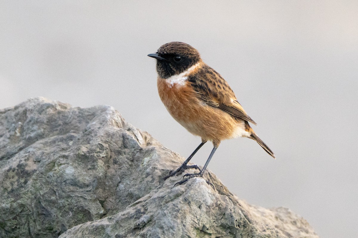 Трав'янка чорноголова - ML646967352