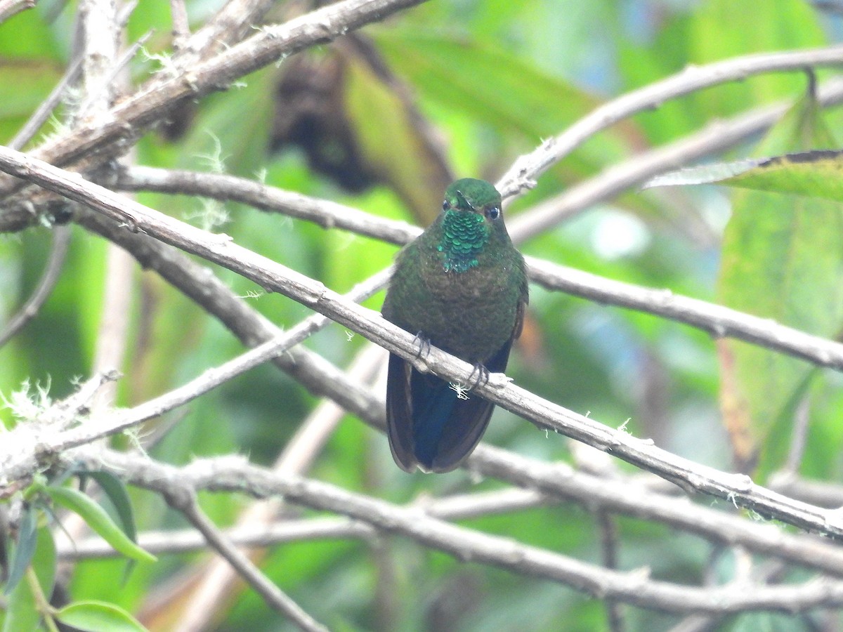 Колібрі-барвограй зеленогорлий - ML646967353