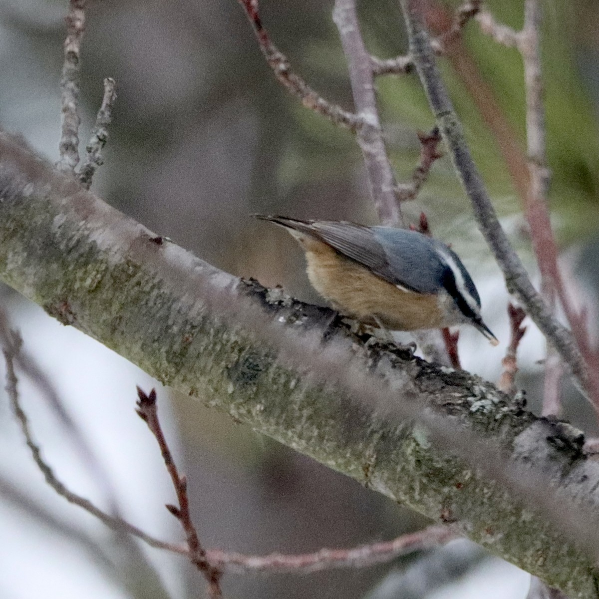 Повзик канадський - ML646967355