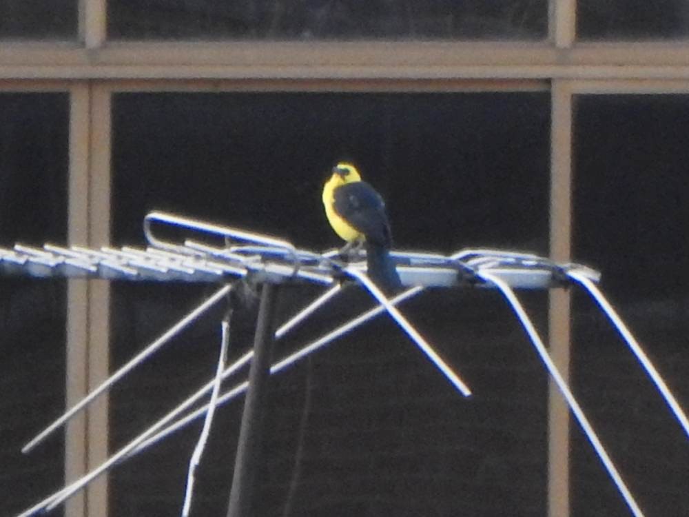 Потеліжник - ML646967356