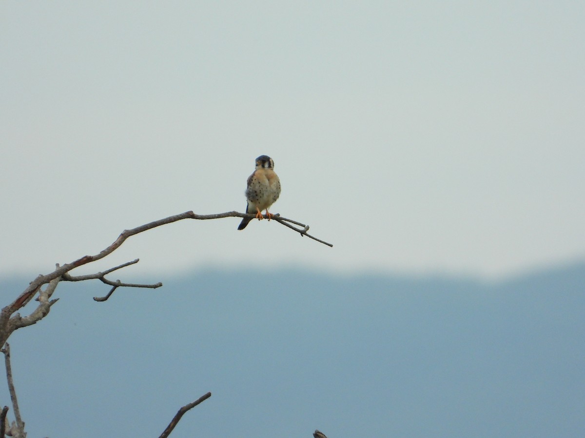 Боривітер американський - ML646967357