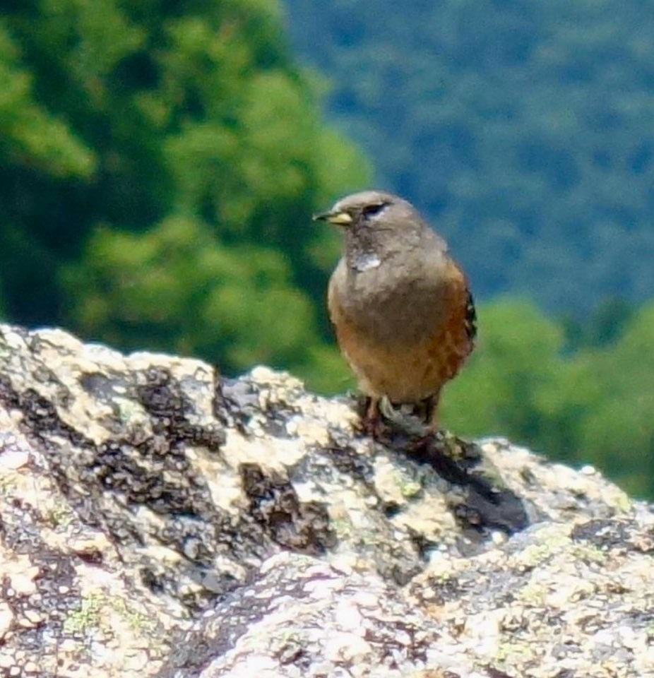 Тинівка альпійська - ML646967363