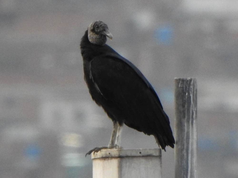 Катарта чорна - ML646967367