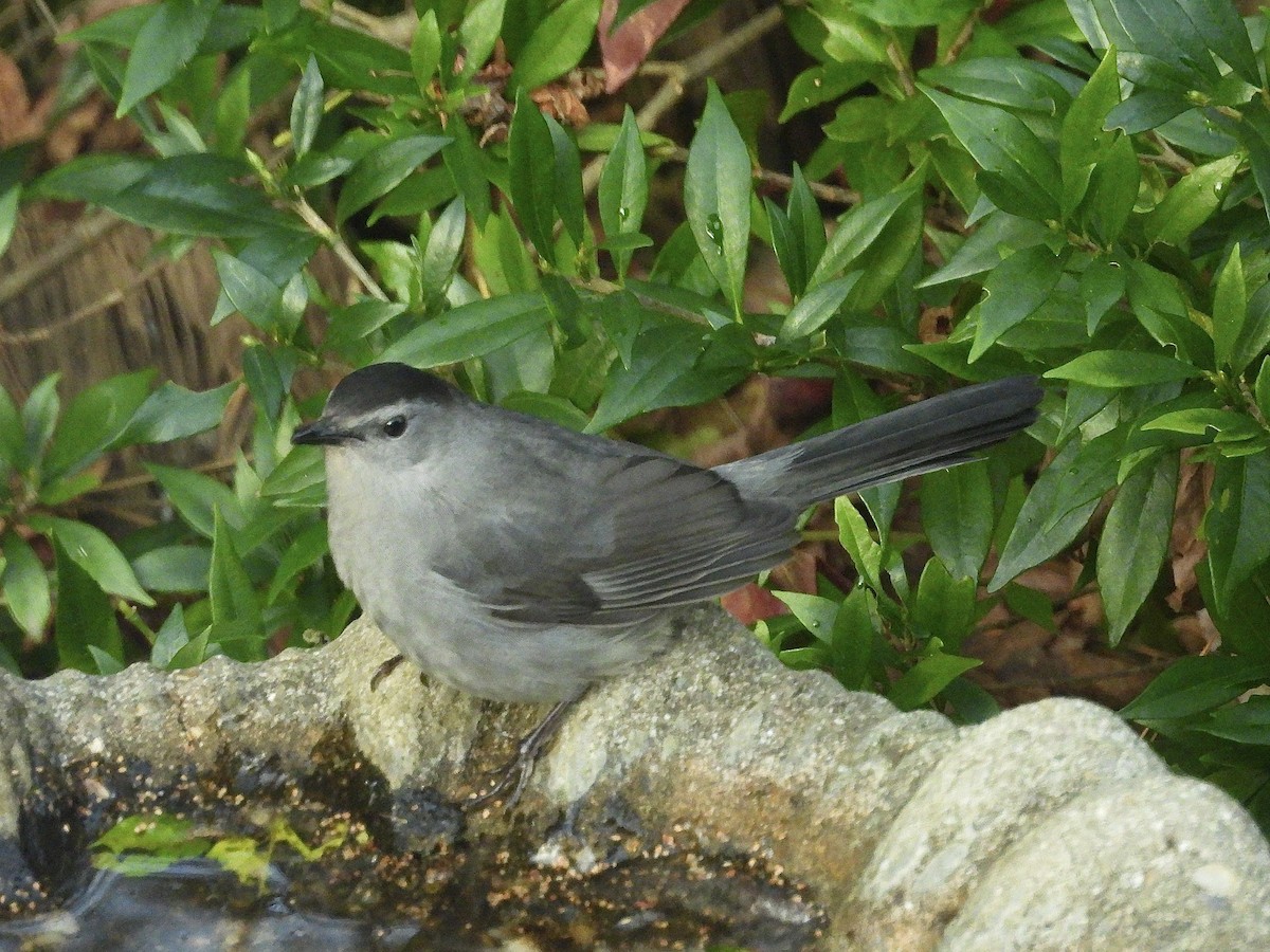 Пересмішник сірий - ML646967368