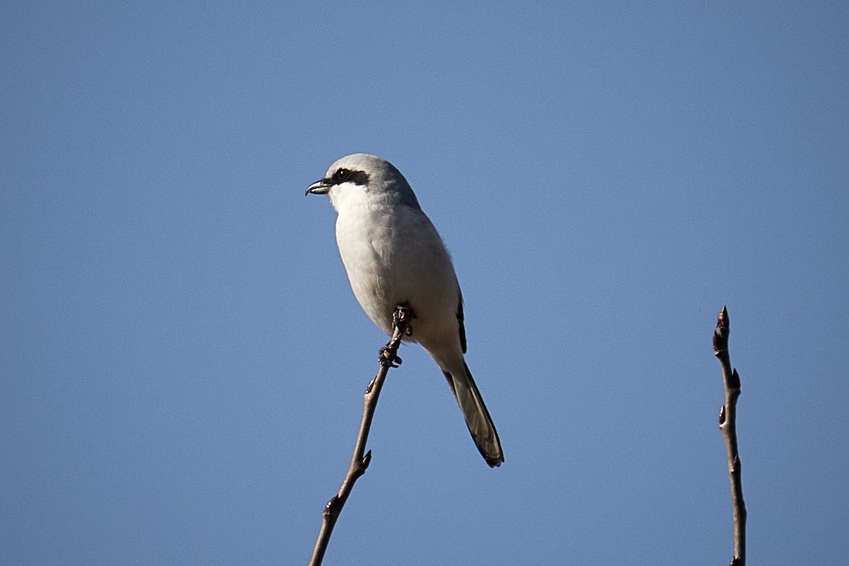 Сорокопуд сірий - ML646967369