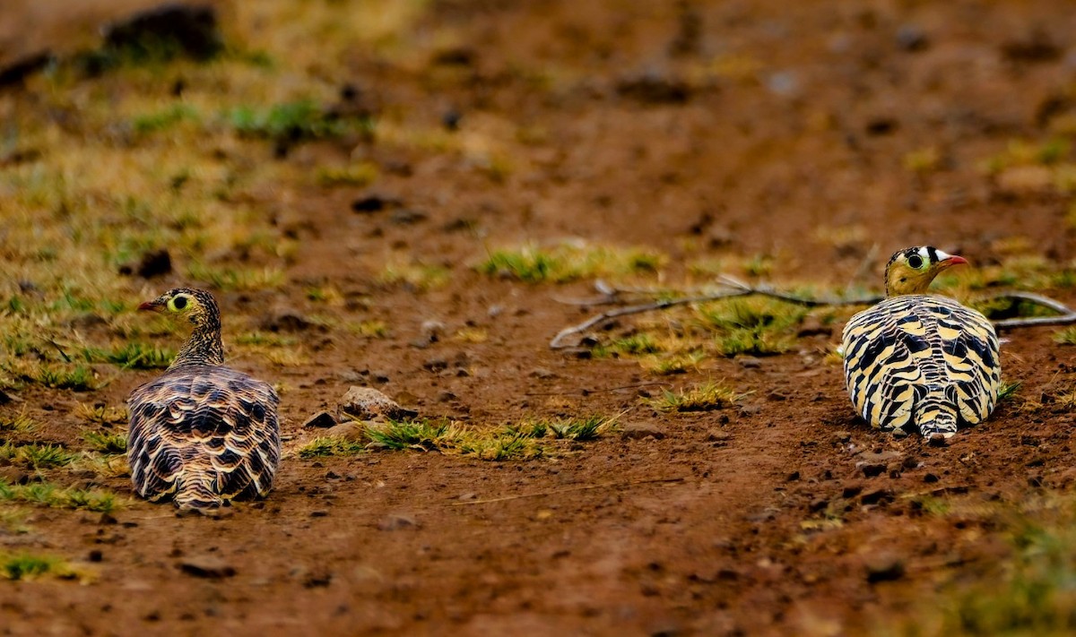 Рябок індійський - ML646967371