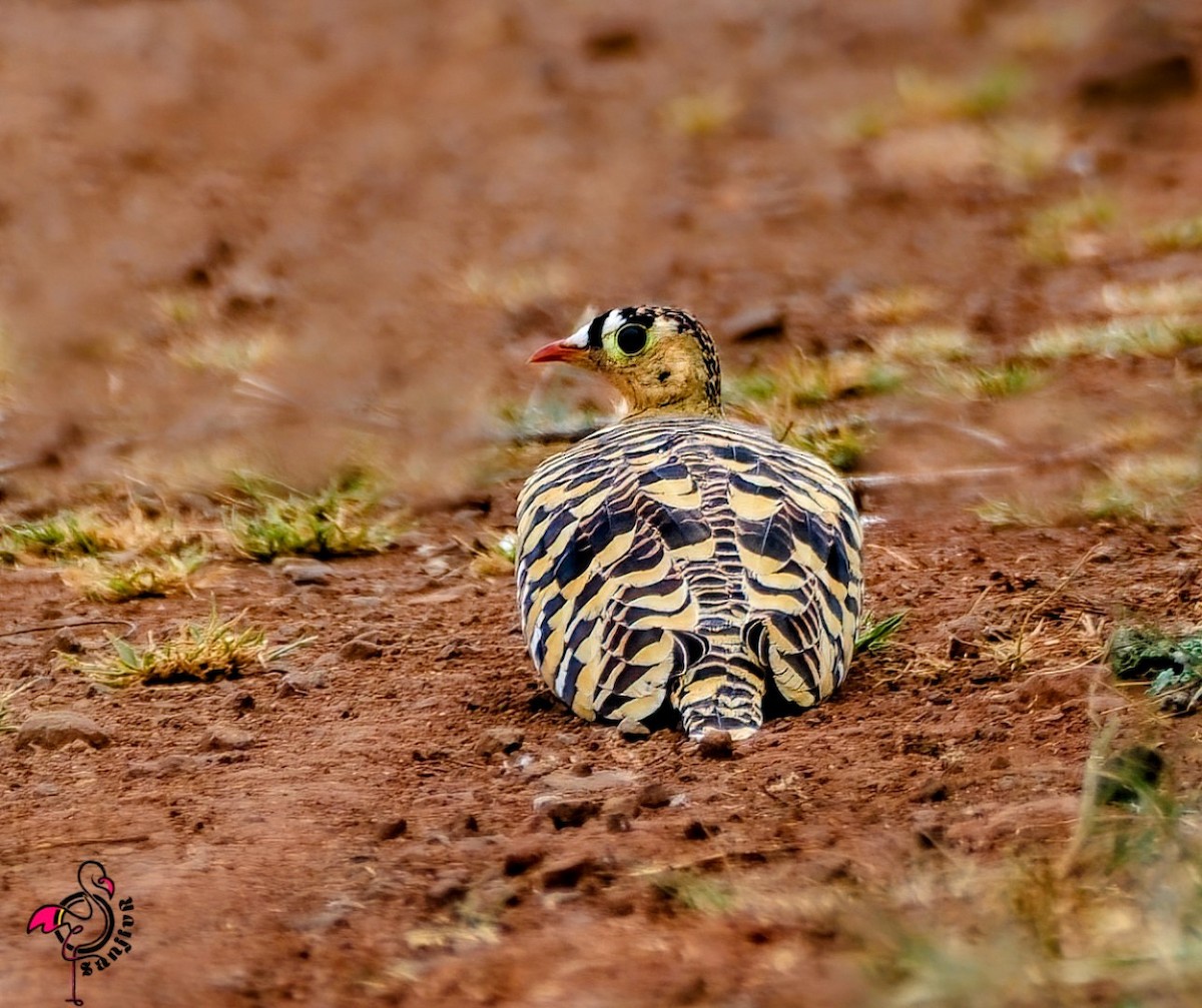 Рябок індійський - ML646967372