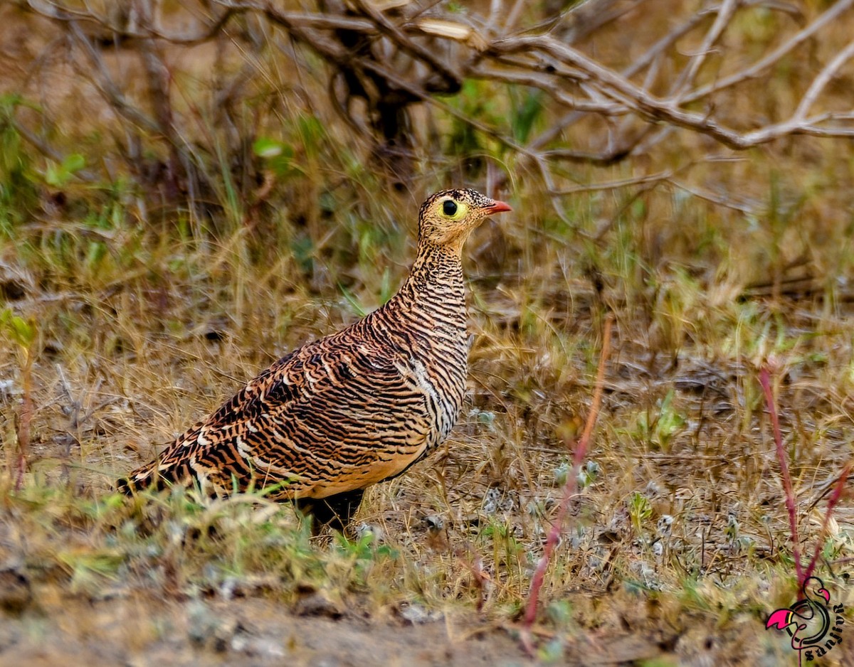 Рябок індійський - ML646967373
