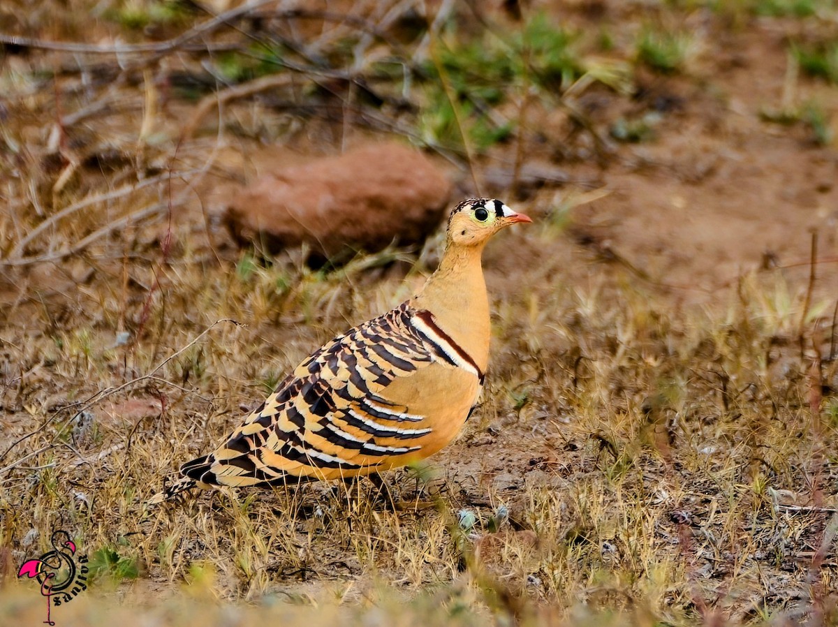 Рябок індійський - ML646967374