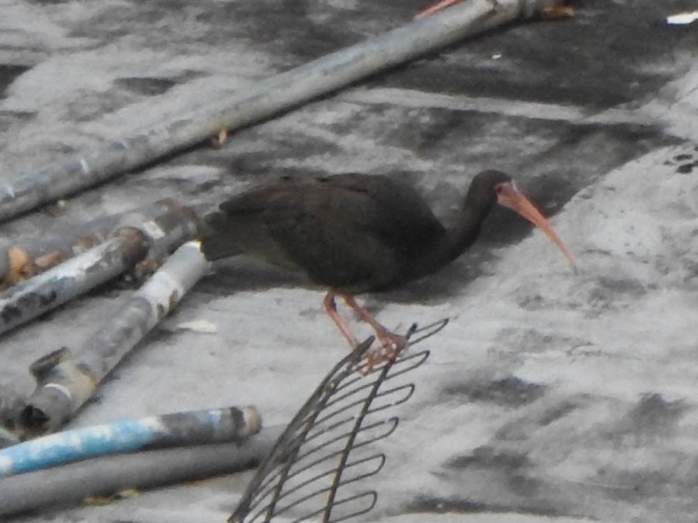 Ібіс чорний - ML646967375