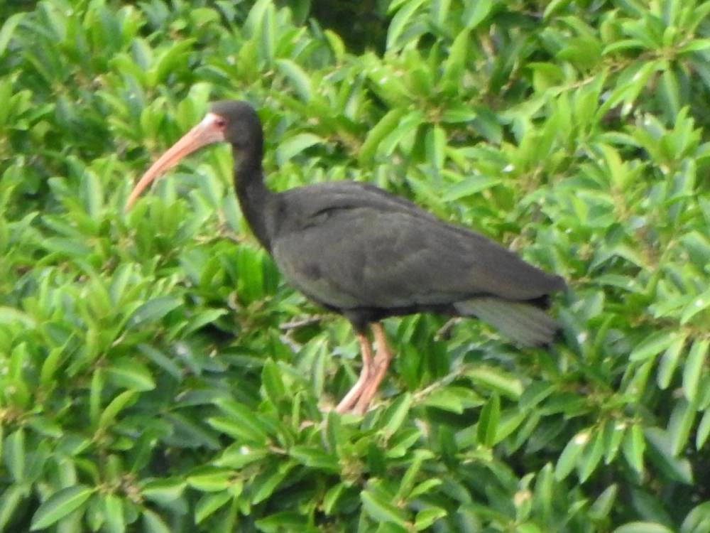 Ібіс чорний - ML646967377