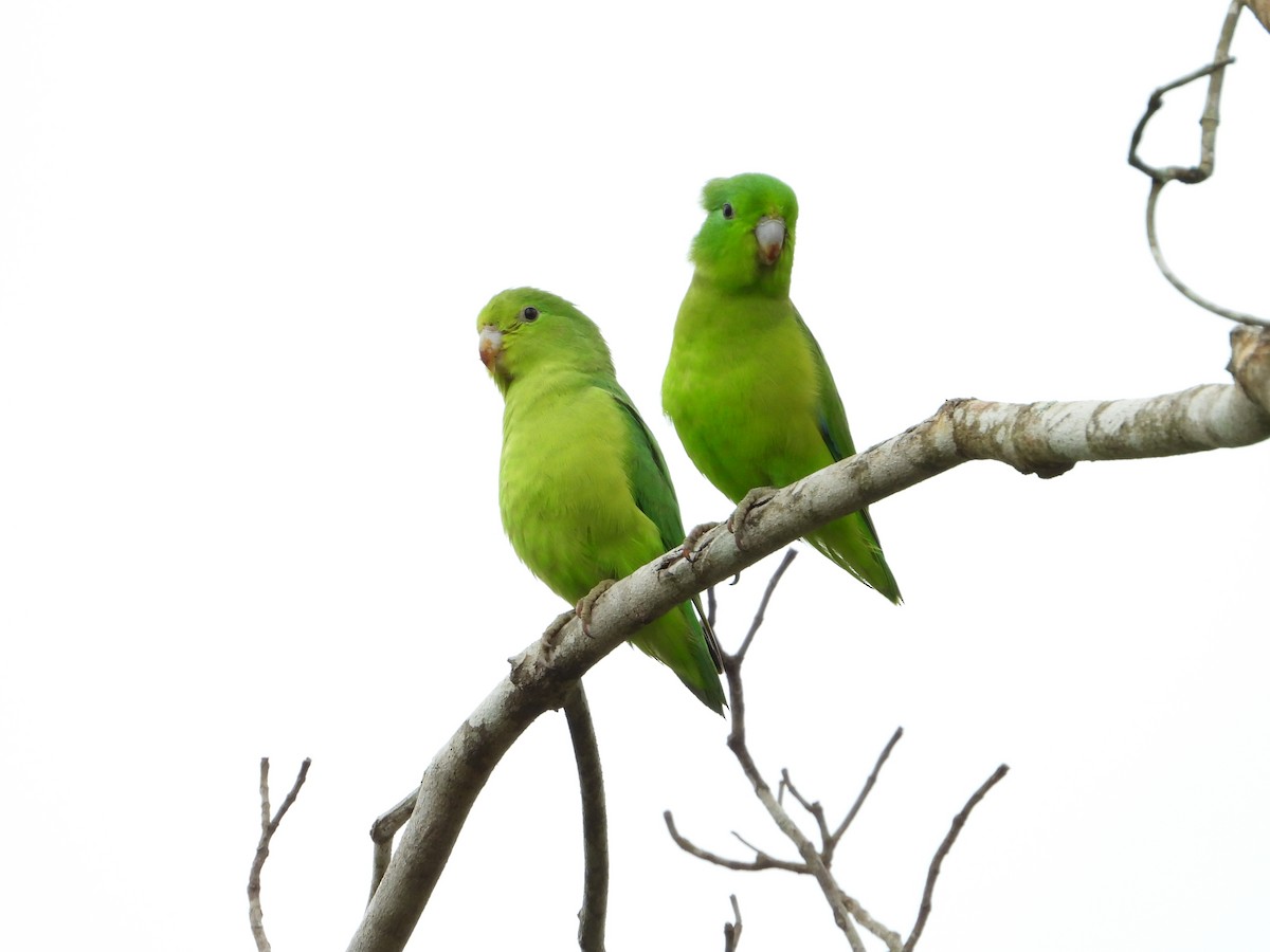 Cobalt-rumped Parrotlet - ML646967378