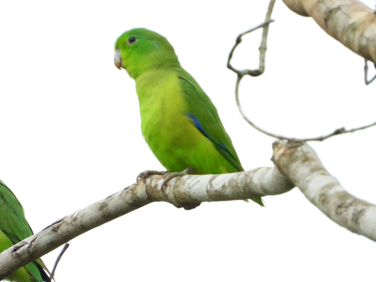 Cobalt-rumped Parrotlet - ML646967379