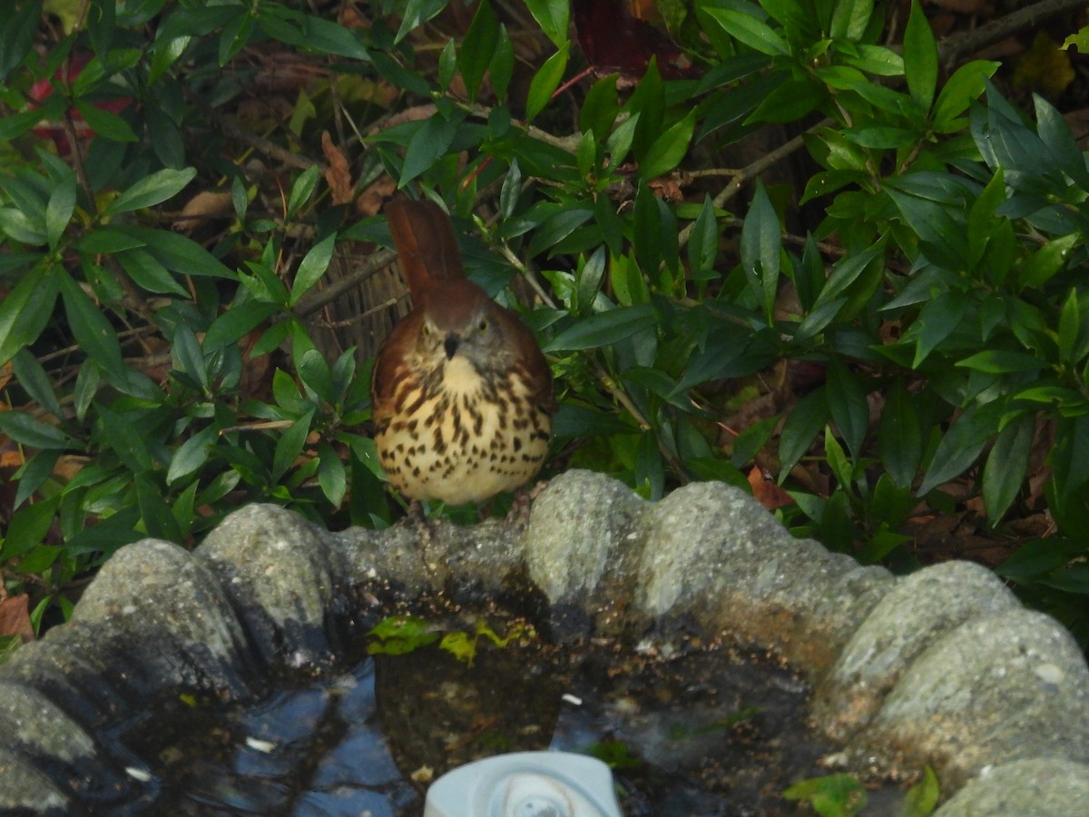 Тремблер прямодзьобий - ML646967381