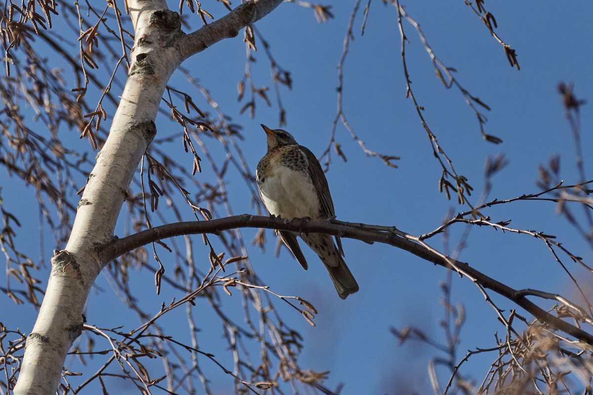 gråtrost - ML646967382