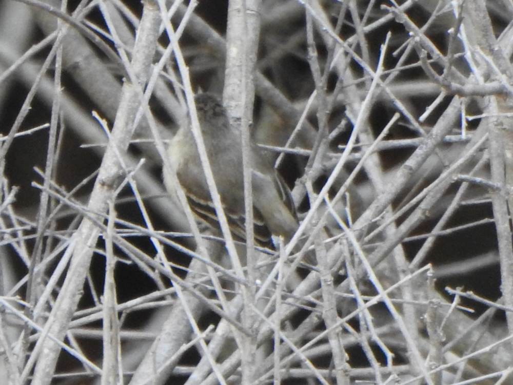 Southern Beardless-Tyrannulet - ML646967383