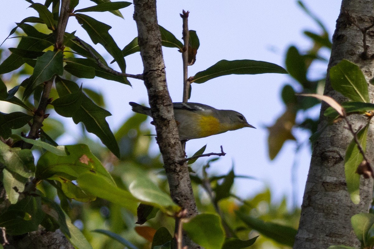 Northern Parula - ML646967384