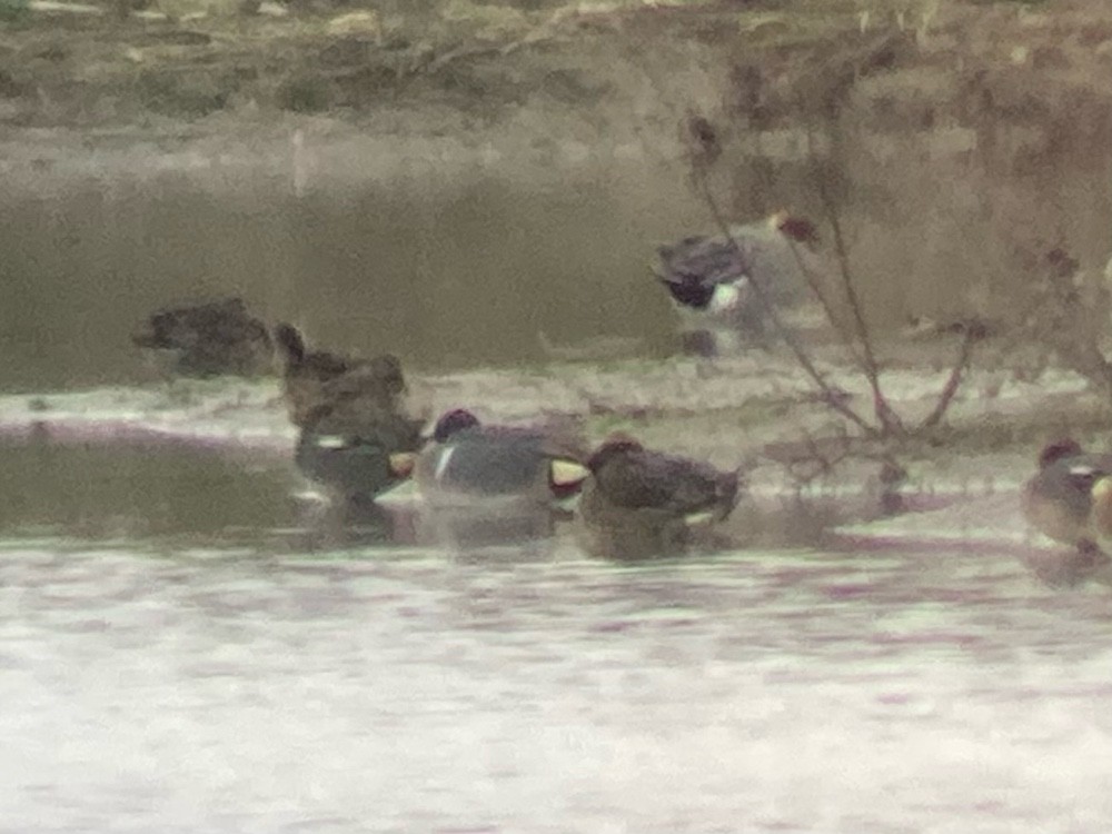 Green-winged Teal (American) - ML646967385