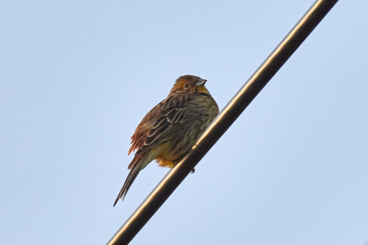 Yellowhammer - ML646967386