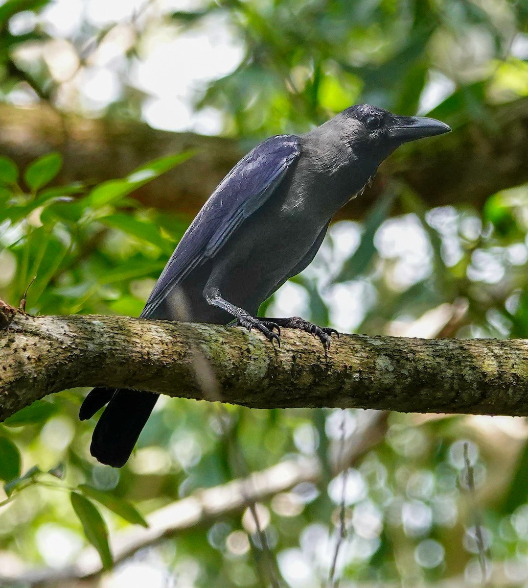 huskråke - ML646967387