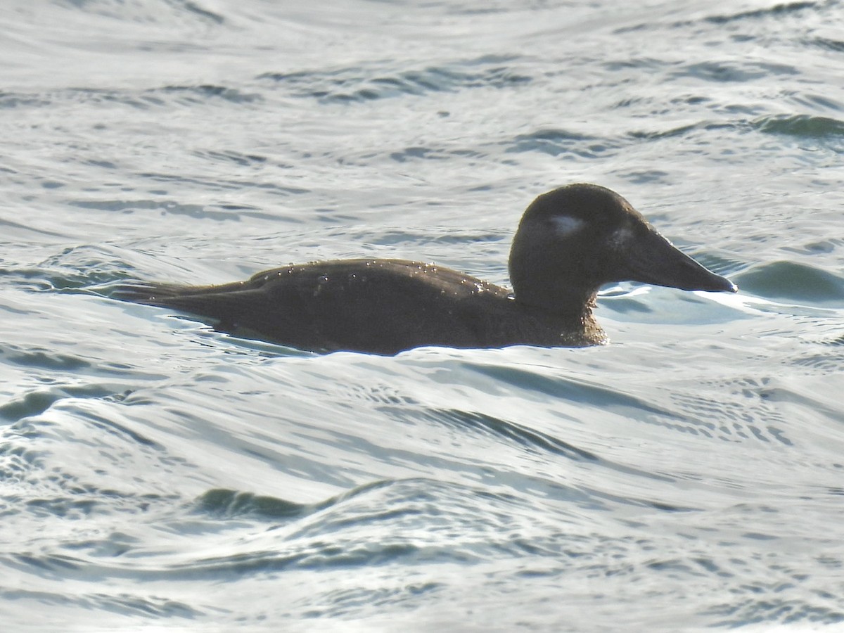 Surf Scoter - ML646967389