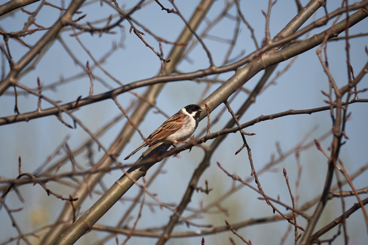 Reed Bunting - ML646967395
