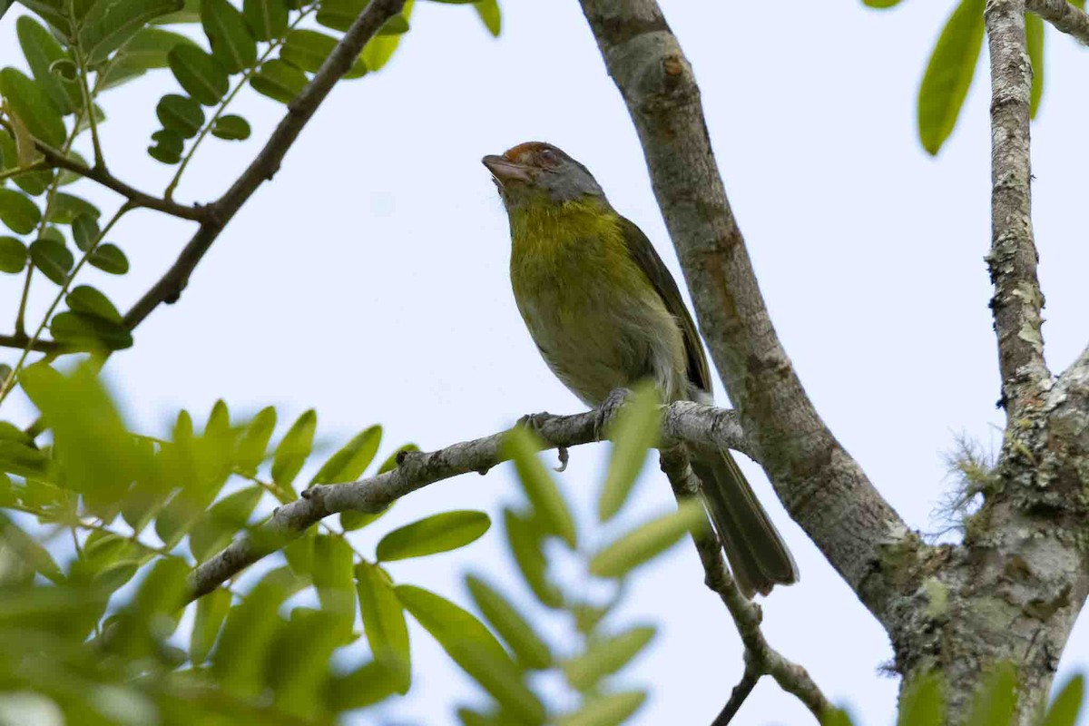 Rufous-browed Peppershrike - ML646967396