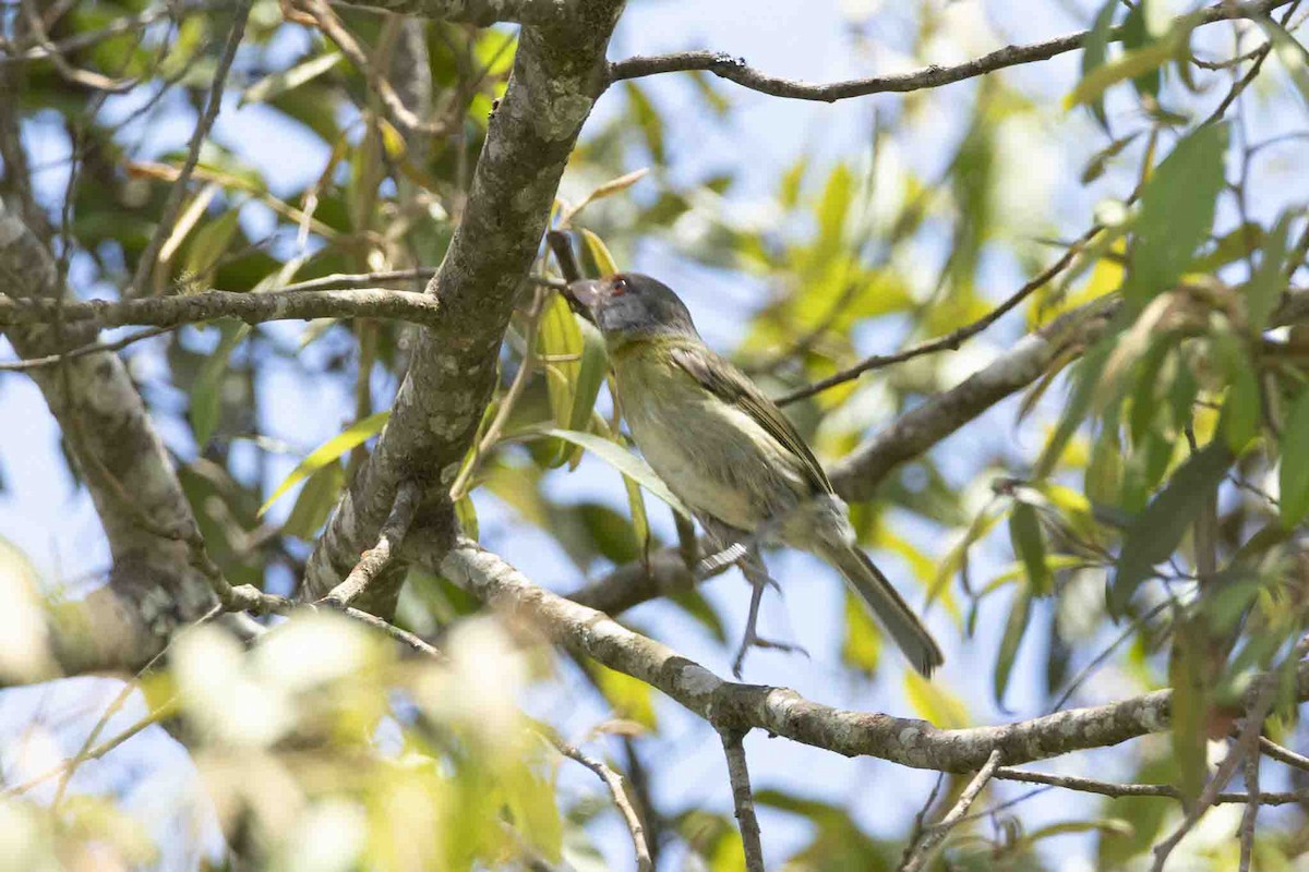 Rufous-browed Peppershrike - ML646967397