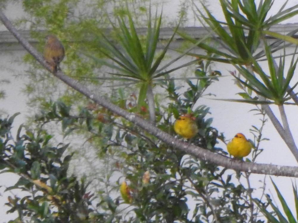 Saffron Finch - ML646967401